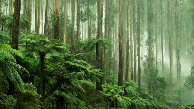 Дишай дълбоко: 7 от най-невероятните гори по света