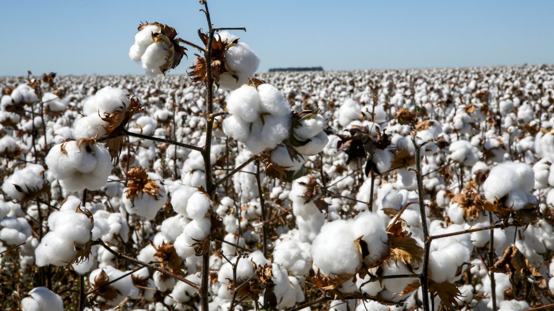 Сушата в САЩ вдига цената на памука до 10-годишен максимум 