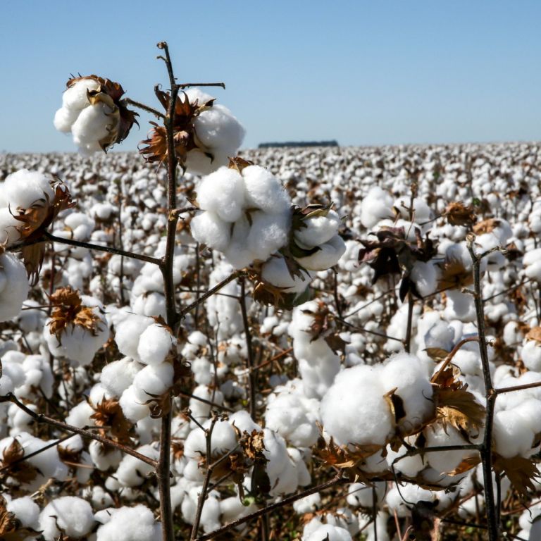 Откриха забранен китайски памук в 19% от стоките в САЩ и по света