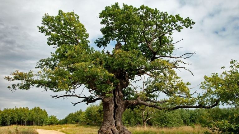 Полският дъб, известен като Пазителя на Беловежката девствена гора, е