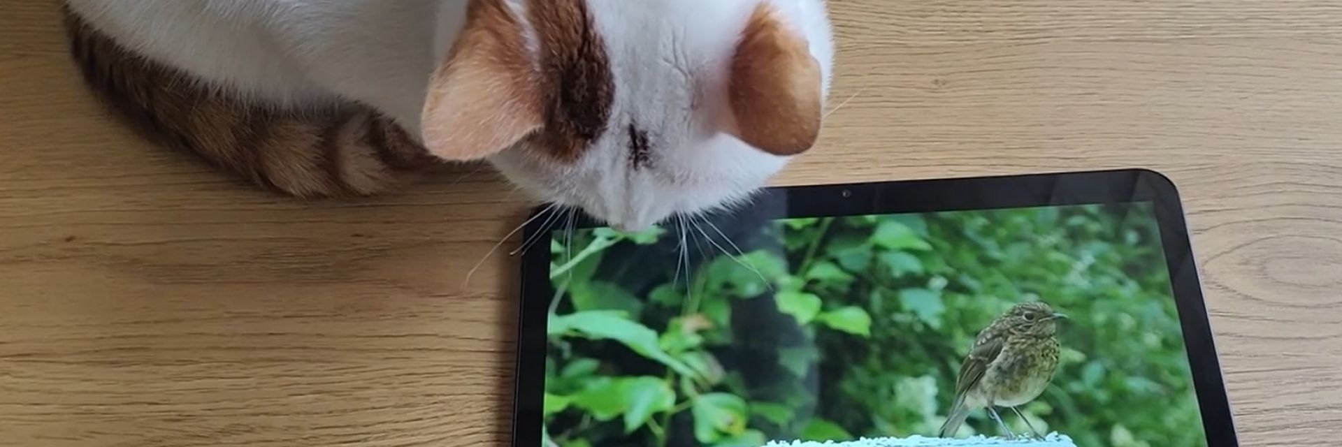 Как да изберем подходящия за нас таблет?