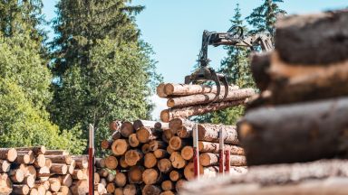Приходите от електронната продажба на дървесина надхвърлиха 121 млн. лева