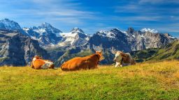 Швейцарците решават днес дали да забранят промишленото животновъдство