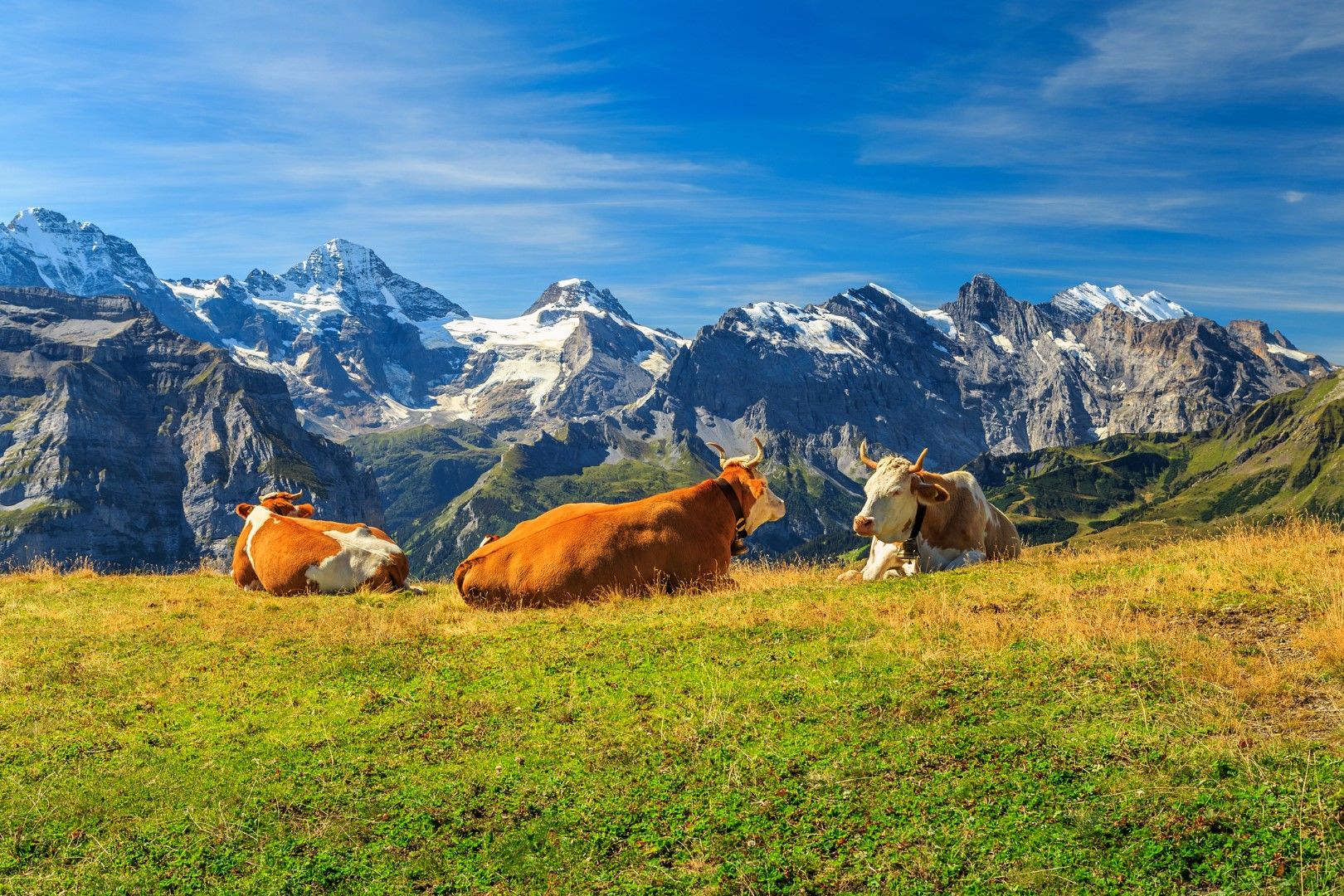 Крави на свободна паша в швейцарските Алпи