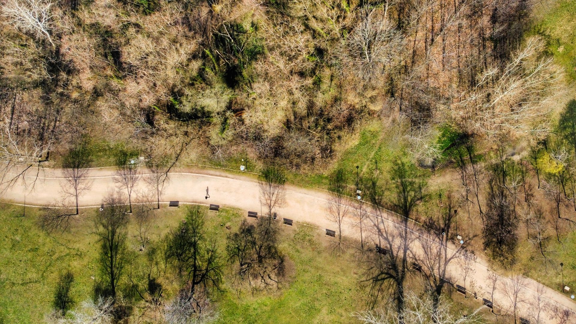 Значителна част от дърветата в пловдивския парк "Лаута" са изсъхнали