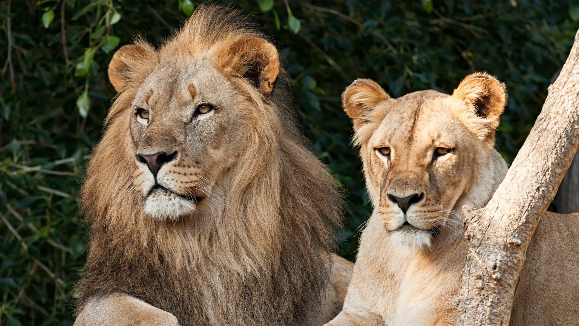 Новородени лъвчета дават надежда за популацията на изчезващ вид в Африка