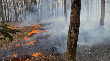 Гори гората над плаж Липите в Синеморец съобщават местни хора