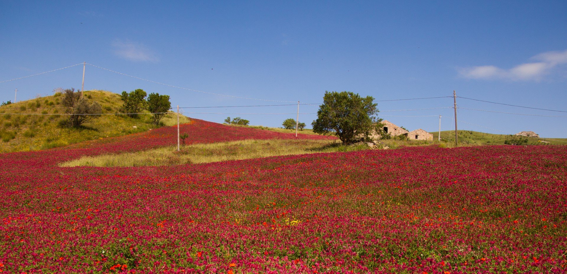 Възвишенията на планините Мадоние, покрити с червени пролетни цветя