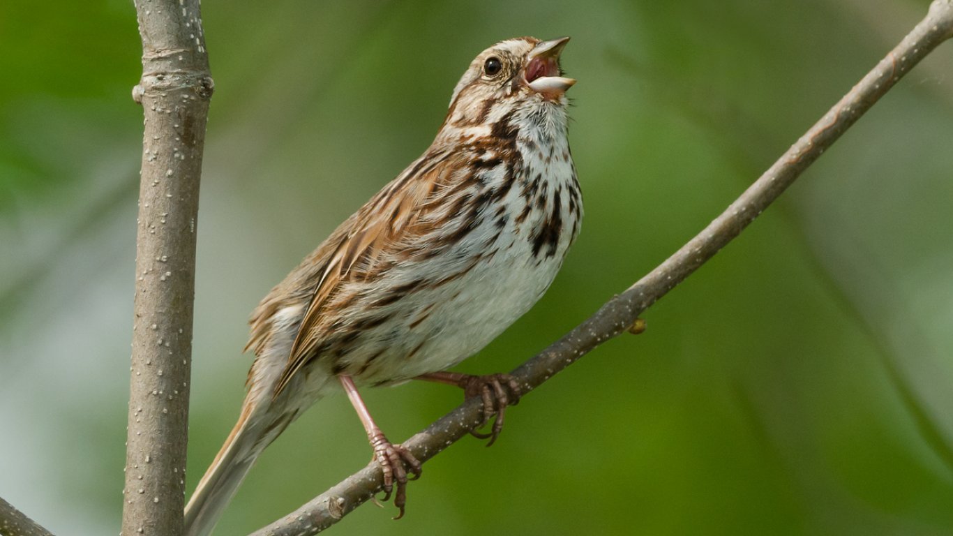 Разнообразната растителност в парковете и градините ще привлече повече пойни птици, казва биолог