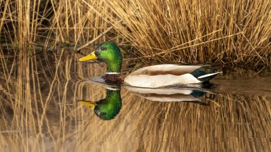 В езерото в софийския Южен парк бяха открити мъртви патици