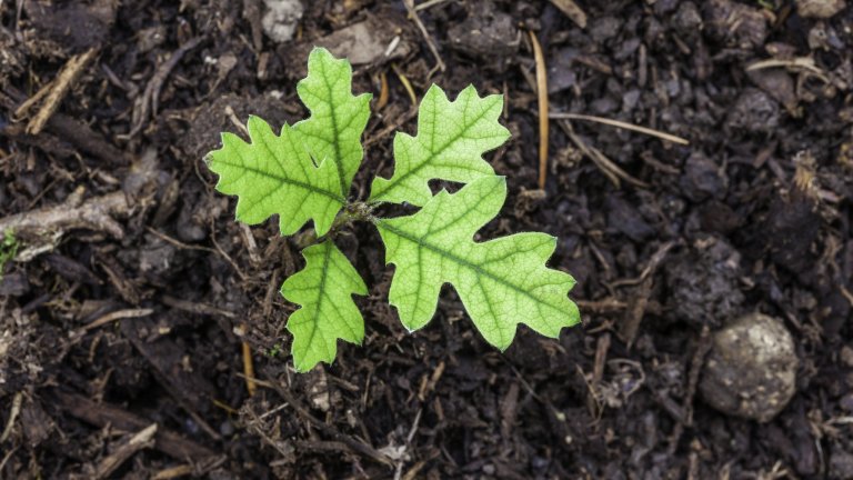 Започва залесяването на Новата гора край София. Тя ще бъде
