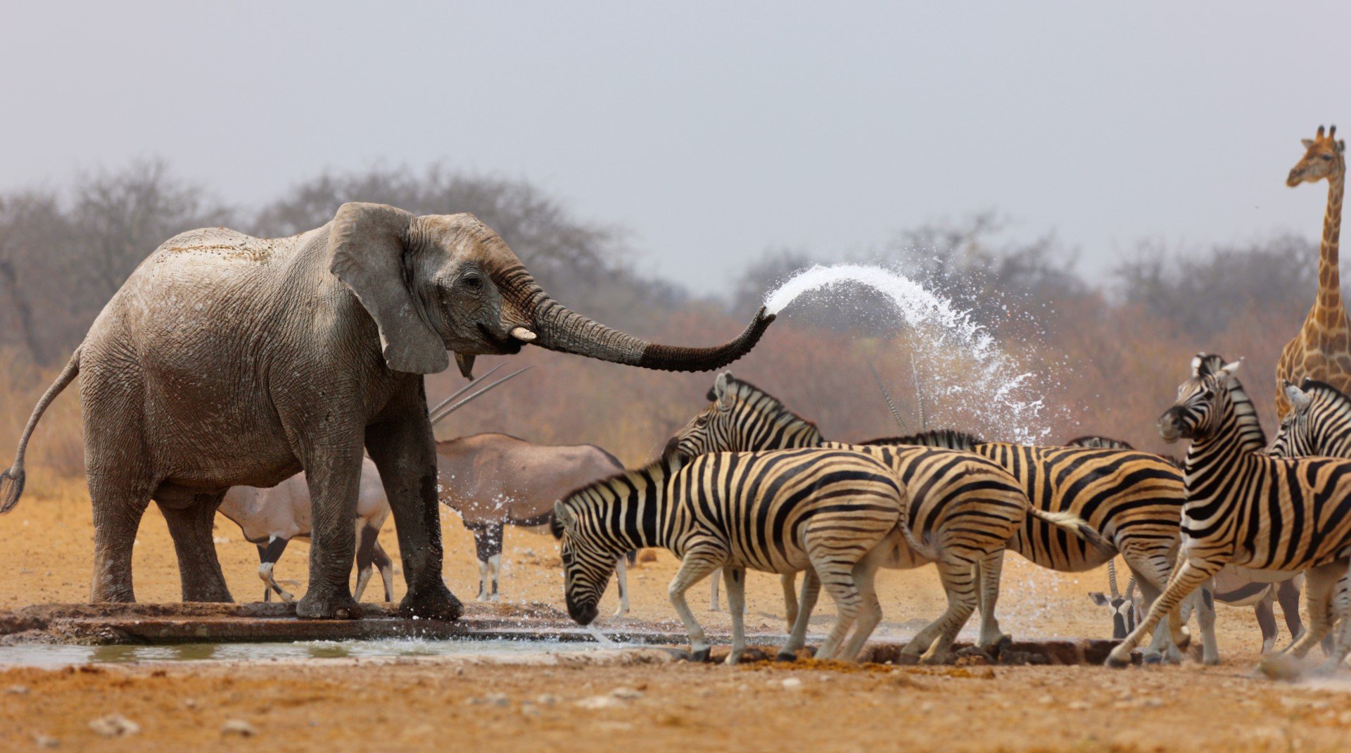 Слон гони други животни, дошли на водопой, в Национален парк Етоша