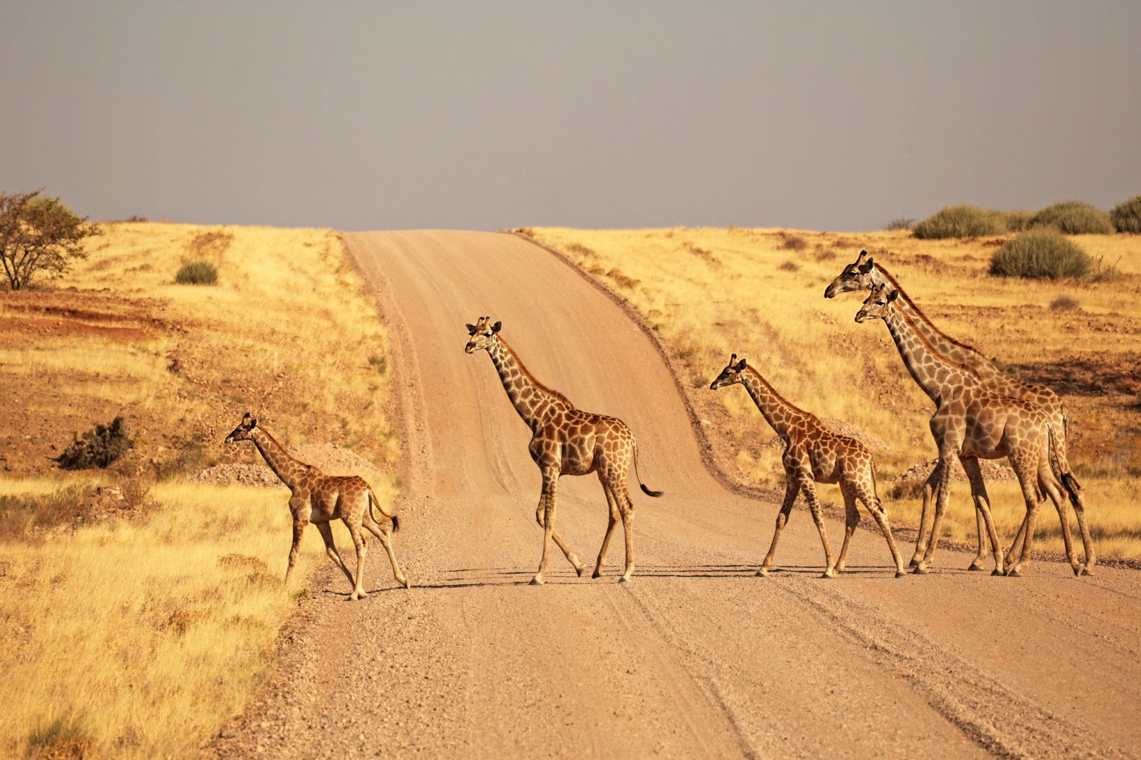 Жирафи пресичат черен път в Национален парк Етоша