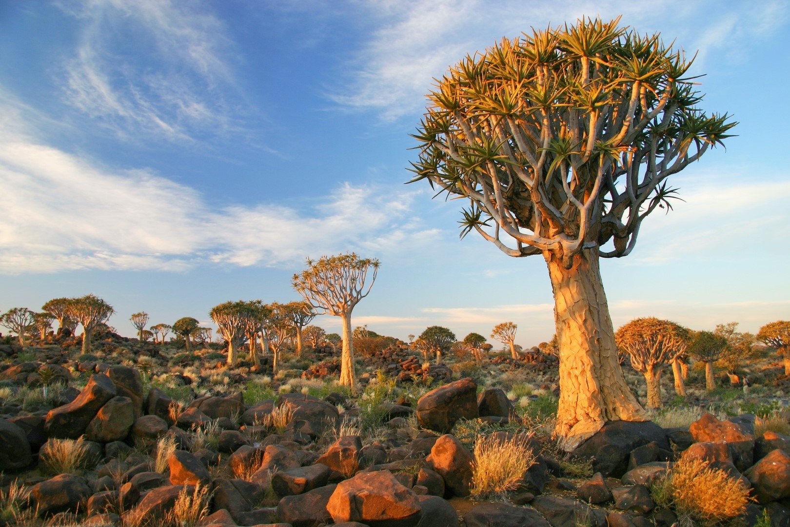 Гора с Aloe dichotoma в Намибия
