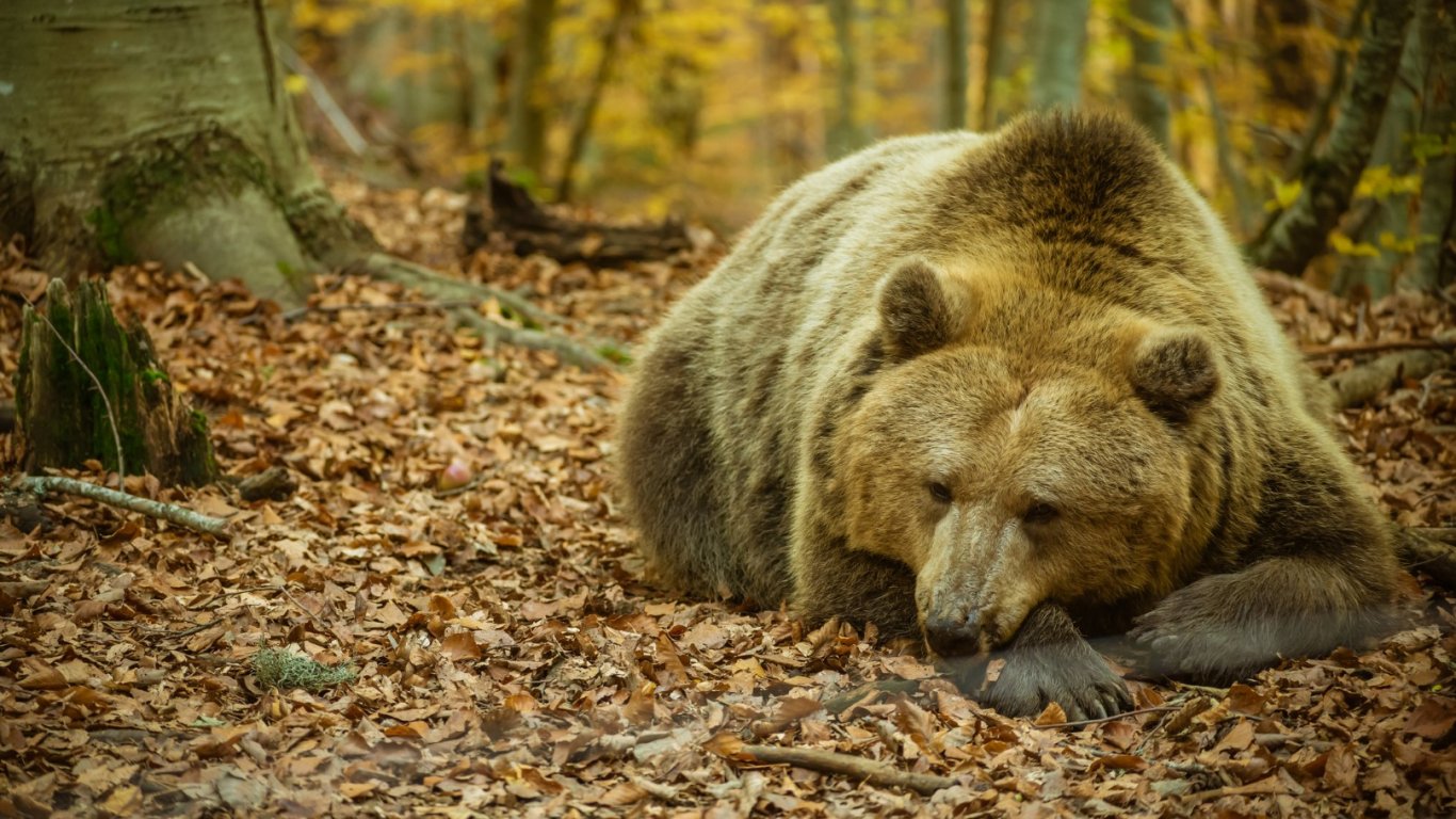 Нападения от мечки в Смолян, подадени са четири сигнала