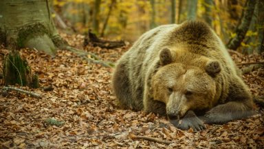 Четири сигнала за нападения от мечки през декември е имало