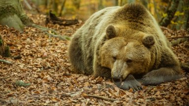 Четири сигнала за нападения от мечки през декември е имало