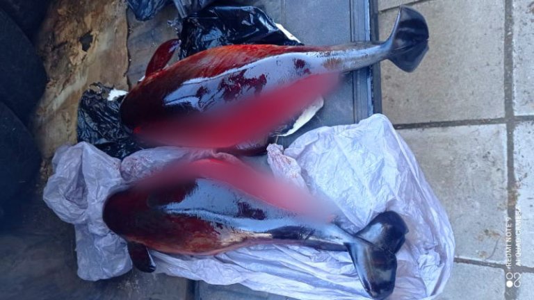 Два мъртви делфина са открити в контейнер за отпадъци в