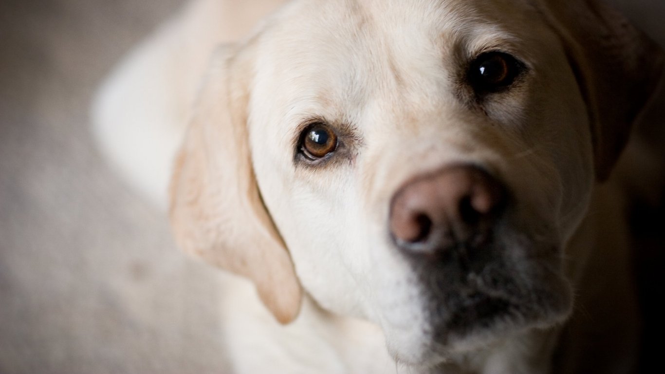 Учени разкриха тайната на неустоимия кучешки поглед