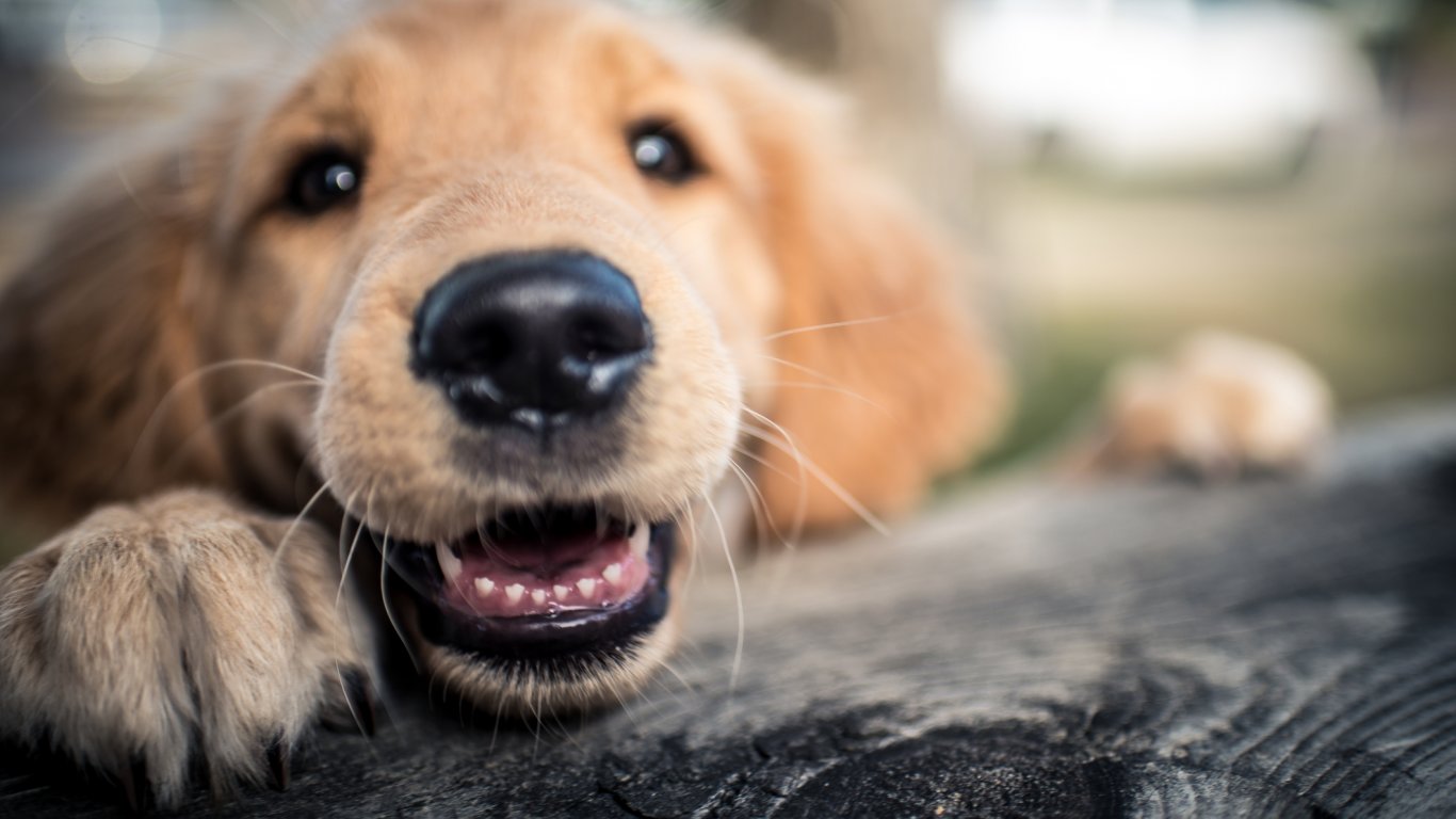 Генетична мутация е помогнала за опитомяването на кучетата 