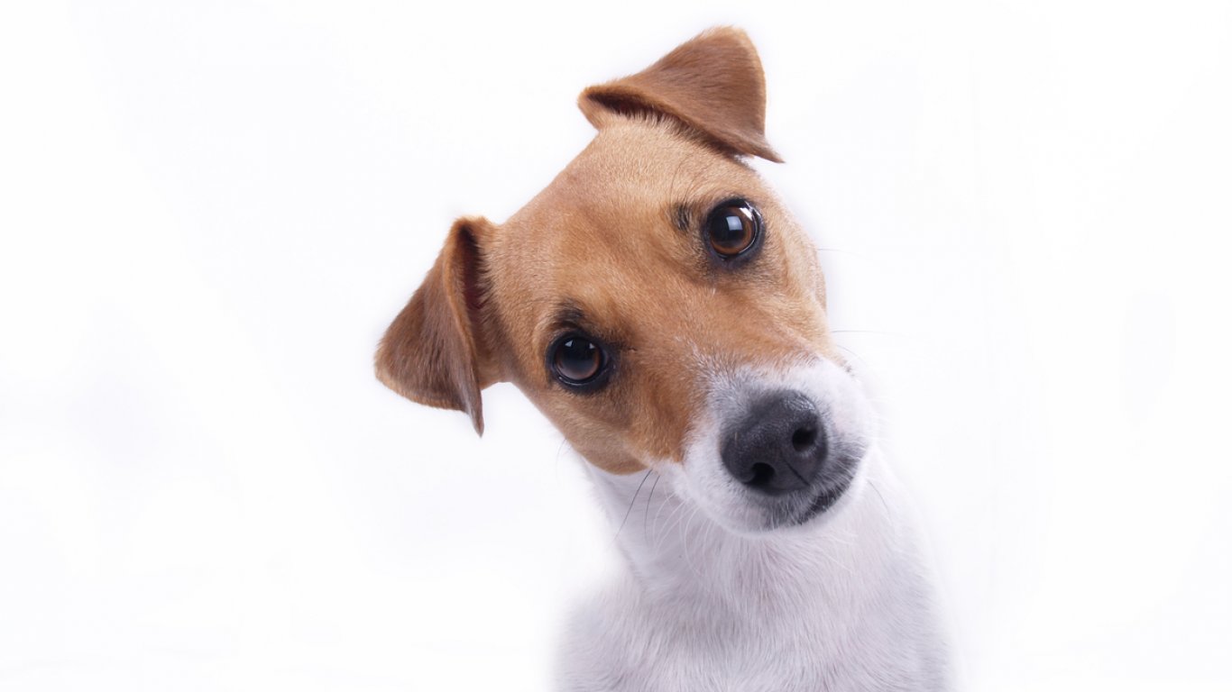 Изследване: Характерът на кучетата не зависи от породата