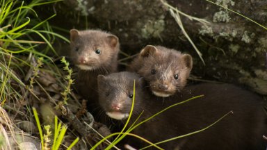 Хиляди норки плъзнаха в северозападната част на щата Охайо след