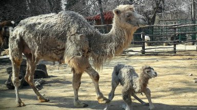 Бебе камилче е новата атракция в зоопарка във Варна (снимки)