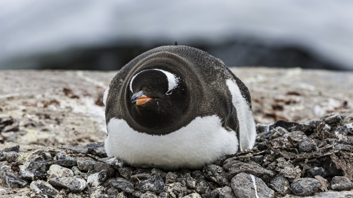 Първата група на българската антарктическа експедиция вече е в полярната ни станция на остров Ливингстън