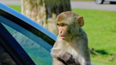 Маймуните  предпочитат повече да слушат, отколкото да гледат