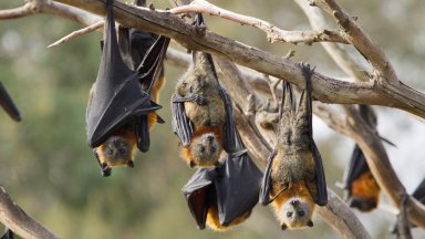 Резистентен към ваксина коронавирус е открит при прилепи в Русия