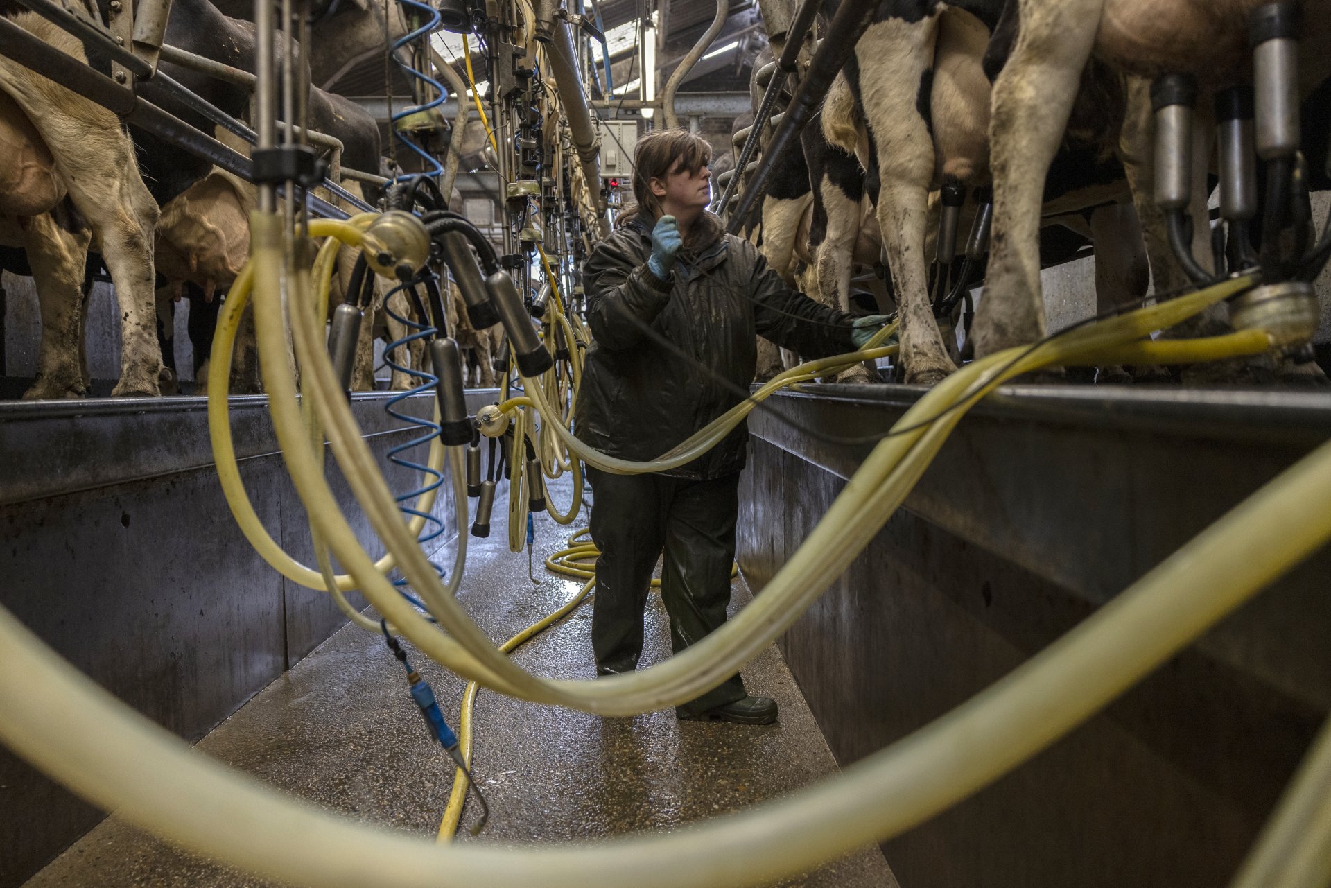 Кравеферма в Англия - цената на млякото ще нарасне с 50% в следващите седмици