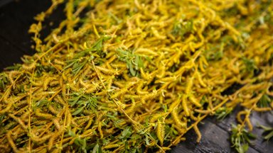 В храмовете се раздават осветени върбови клонки За смисъла на