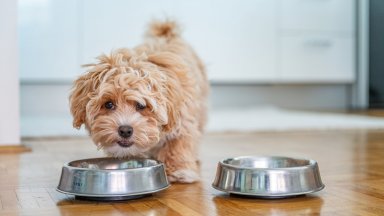 Кучетата на веганска диета може да са по-здрави