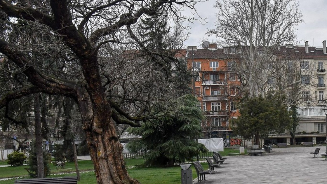 Три вековни чинара в София са обявени за защитени