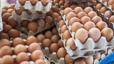 БАБХ: Украинските яйца, внесени в България, са безопасни