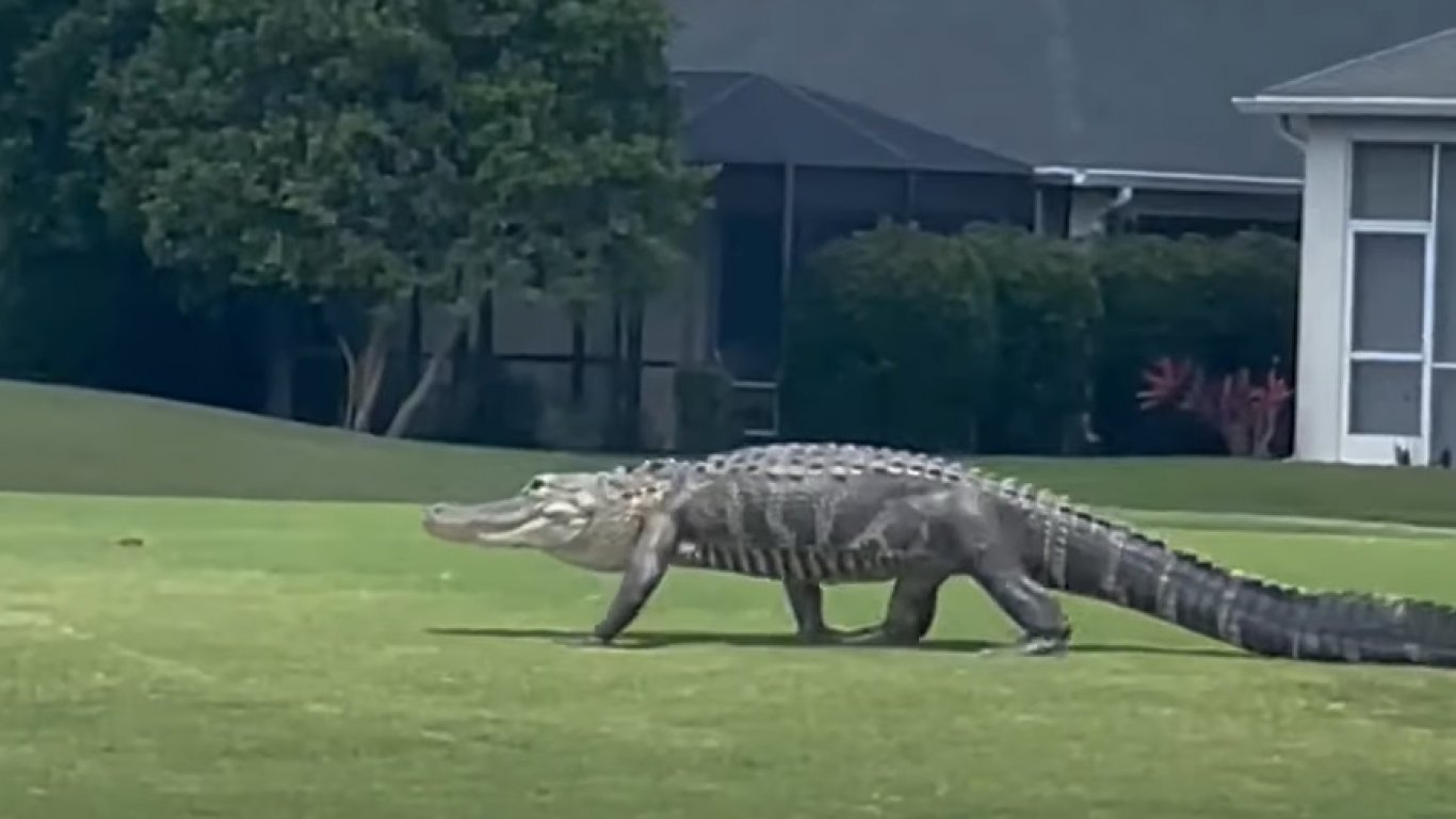 Алигатор се разходи по голф игрище във Флорида (видео)