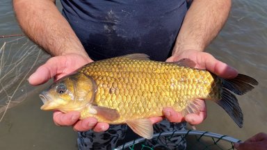 Рибата в язовир "Ивайловград" измира (видео)