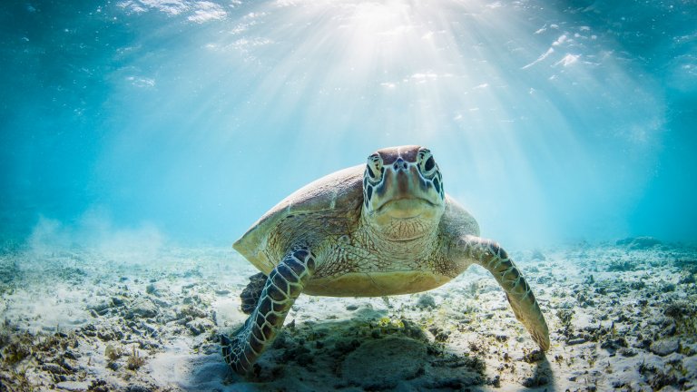 Заплаха от изчезване: Близо 100% от морските костенурки са женски