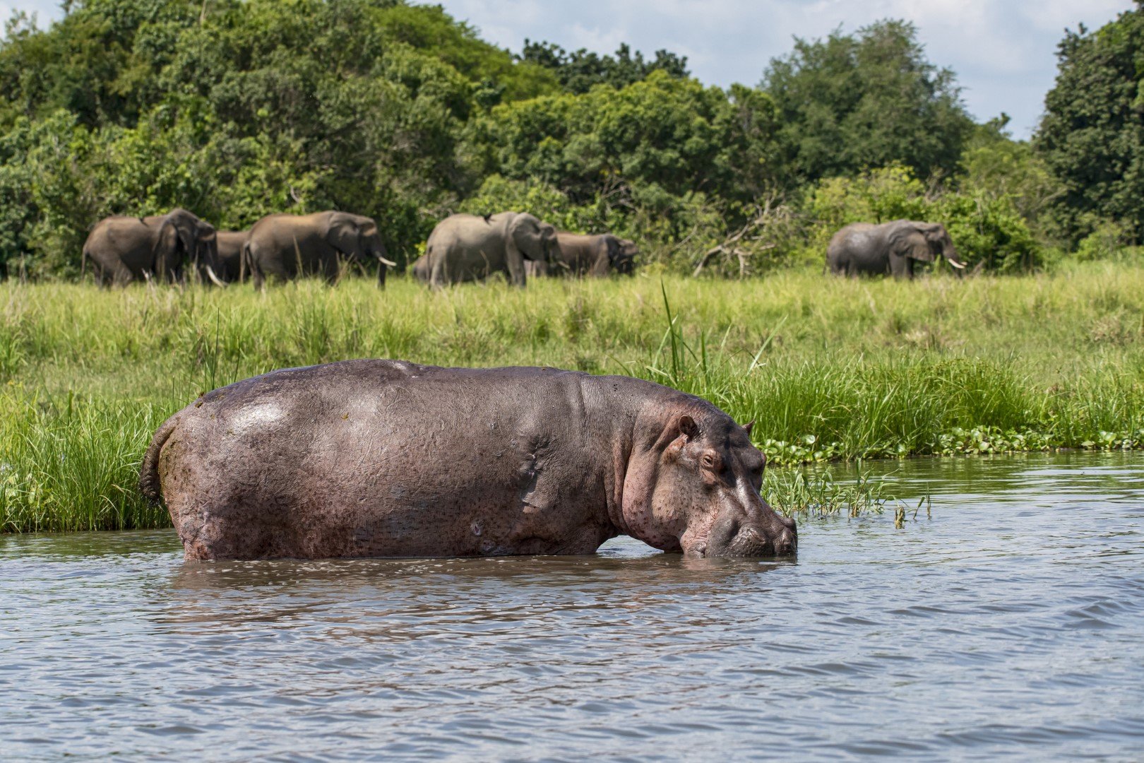 Хипопотамите са обичайни обитатели на река Нил в частта ѝ в Уганда