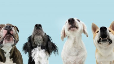 Филма, който искаме! Мрежата пълна с призиви да се екранизира бягството на седемте кучета от месарница