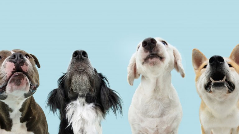 Филмът, който искаме! Мрежата пълна с призиви да се екранизира бягството на седемте кучета от месарница