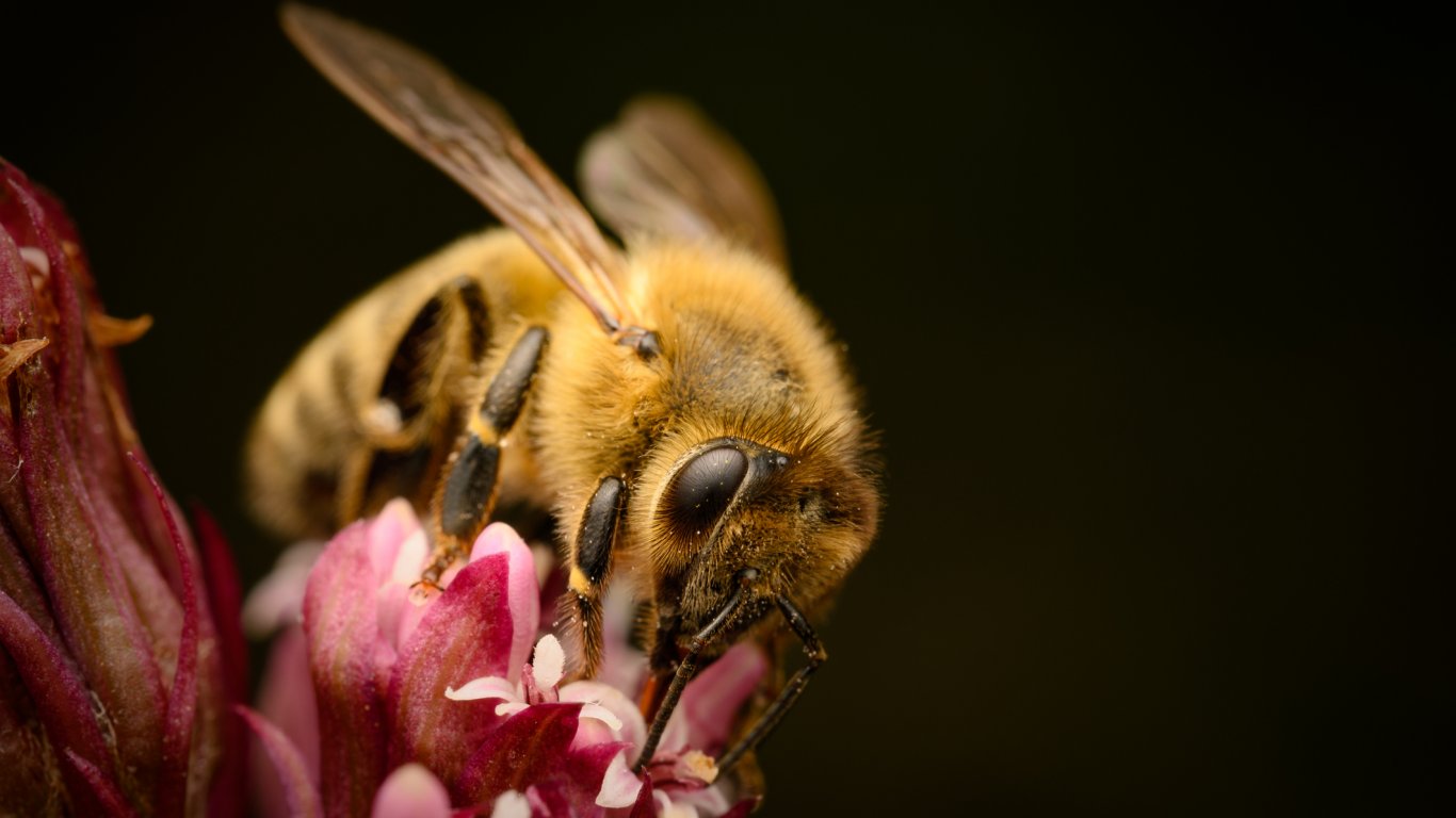 Пчелите следват линейни наземни ориентири, за да намерят пътя към кошера си