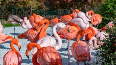 Лисица удушила 25 фламинги в зоопарк във Вашингтон