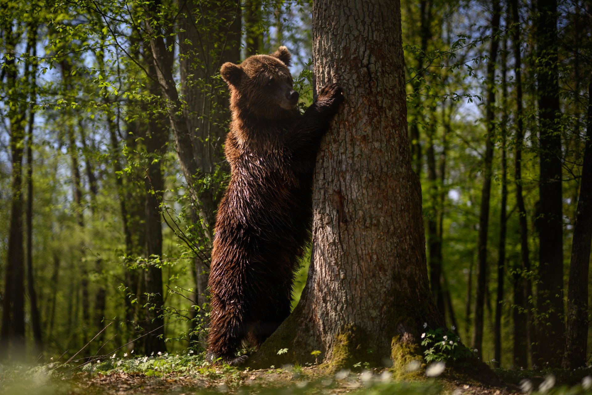 Спасена мечка от Киев