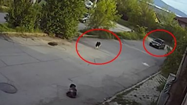 Шофьор прегази куче в столичен квартал (видео)