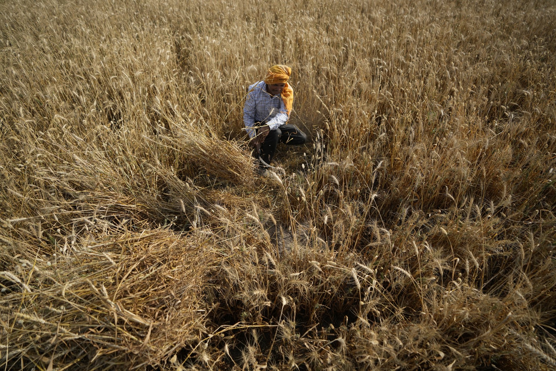 Цените на пшеницата нараснаха, след като Индия забрани износа