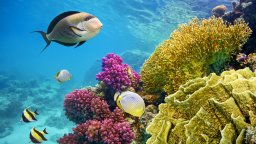 Магията на рифовете на Червено море в 22 невероятни снимки