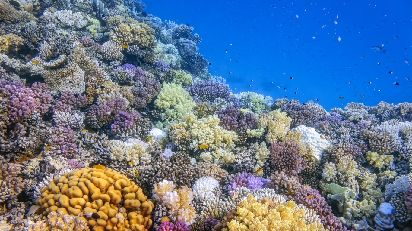 Изкуствен интелект изучава "песните" на кораловите рифове