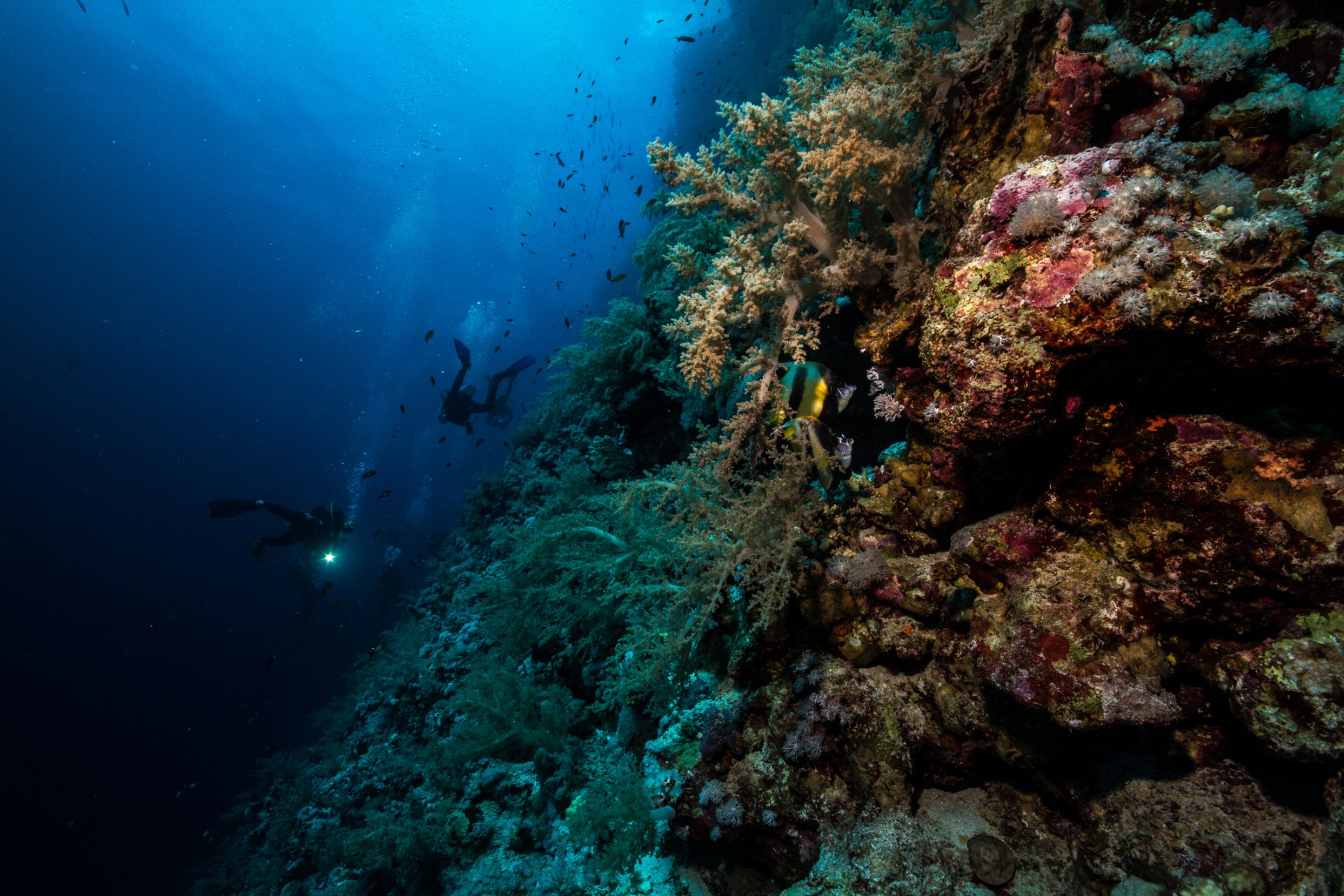 Кораловият риф Елфинстоун е сред най-посещаваните подводни дестинации в Египет