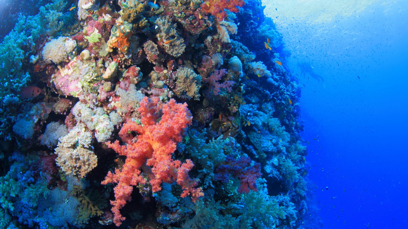 Откриха начин за бързо възстановяване на кораловите рифове